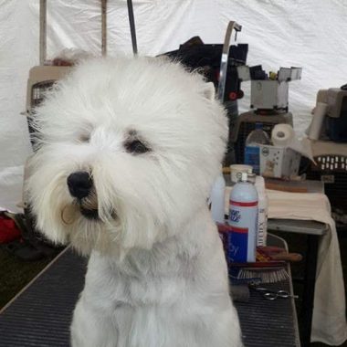West Highland White Terrier Exposiciones (4)