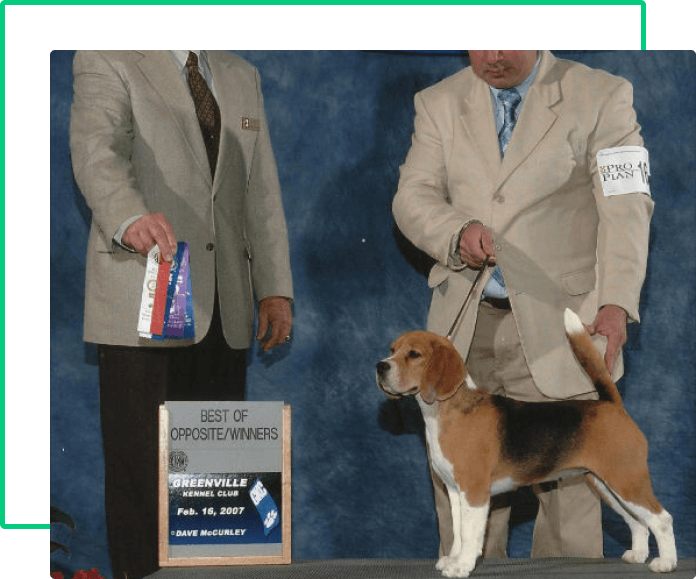 información básica beagle-7