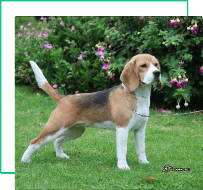 información básica beagle-8