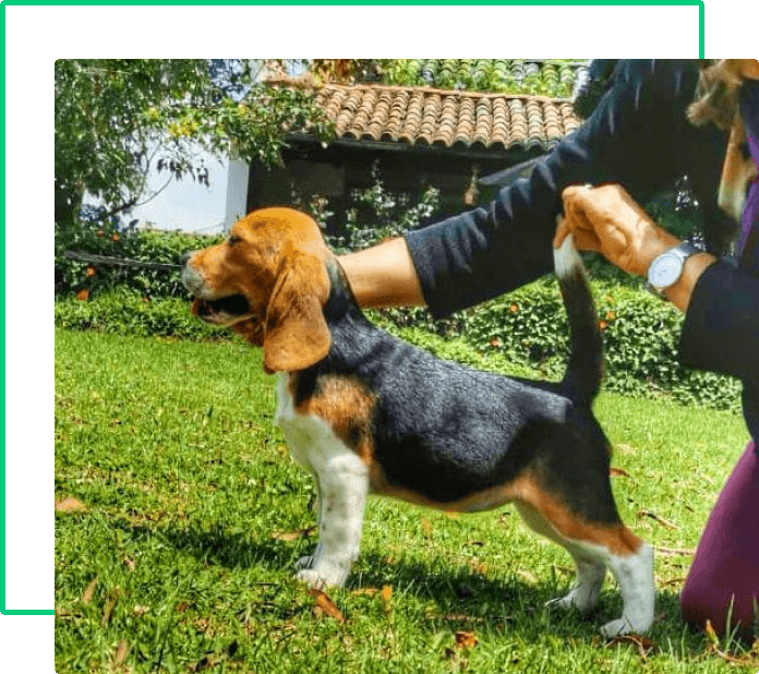 información básica beagle-9