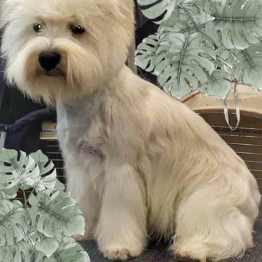 West Highland White Terrier Exposiciones (2)