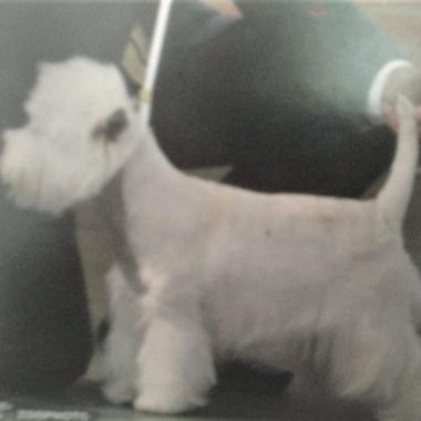 West Highland White Terrier Exposiciones (6)