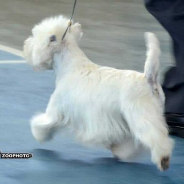 West Highland White Terrier Exposiciones (7)